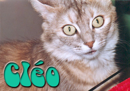 Cleo